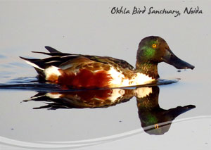 Okhla Bird Sanctuary