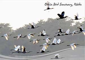 Okhla Bird Sanctuary
