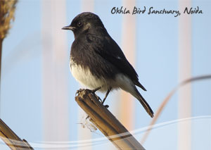 Okhla Bird Sanctuary
