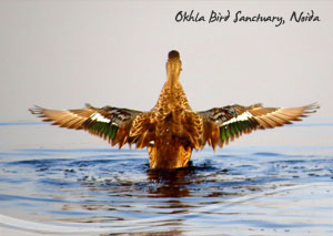 Okhla Bird Sanctuary