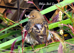 Okhla Bird Sanctuary