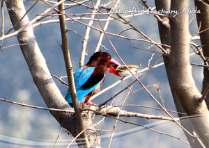 Okhla Bird Sanctuary