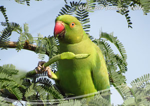 Okhla Bird Sanctuary