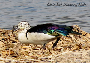 Okhla Bird Sanctuary