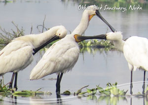 Okhla Bird Sanctuary