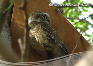 Okhla Bird Sanctuary