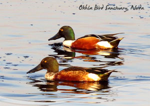 Okhla Bird Sanctuary