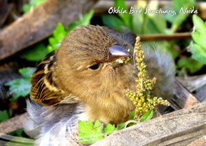 Okhla Bird Sanctuary