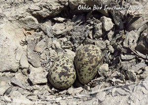 Okhla Bird Sanctuary