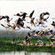 Okhla Bird Sanctuary