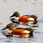 Okhla Bird Sanctuary