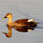 Okhla Bird Sanctuary