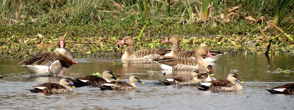 Okhla Bird Sanctuary