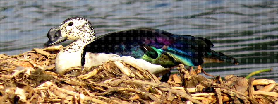 Okhla Bird Sanctuary