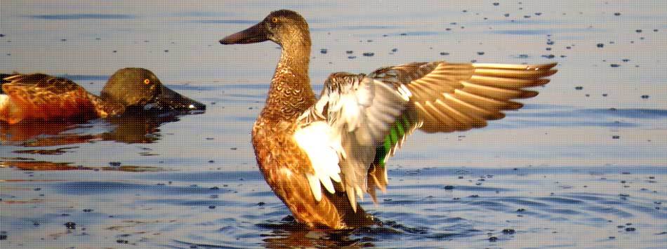 Okhla Bird Sanctuary