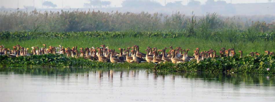 Okhla Bird Sanctuary