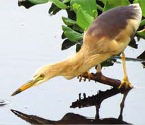 Okhla Bird Sanctuary