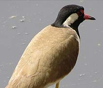 Okhla Bird Sanctuary