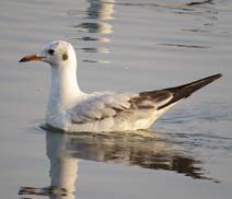 Okhla Bird Sanctuary