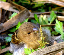 Okhla Bird Sanctuary