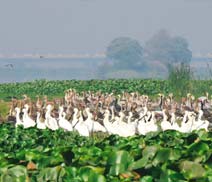 Okhla Bird Sanctuary