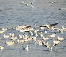 Okhla Bird Sanctuary