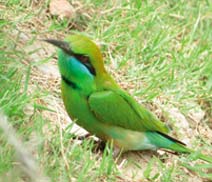 Okhla Bird Sanctuary