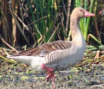 Okhla Bird Sanctuary