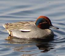 Okhla Bird Sanctuary