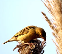 Okhla Bird Sanctuary