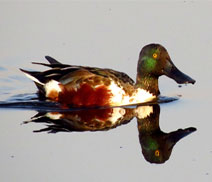 Okhla Bird Sanctuary