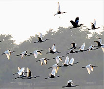 Okhla Bird Sanctuary