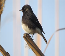 Okhla Bird Sanctuary