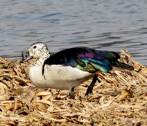 Okhla Bird Sanctuary