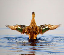 Okhla Bird Sanctuary