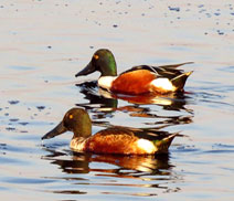 Okhla Bird Sanctuary