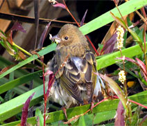 Okhla Bird Sanctuary