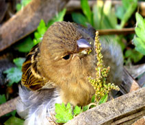 Okhla Bird Sanctuary