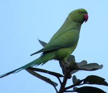 Okhla Bird Sanctuary