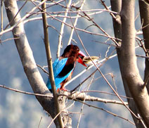 Okhla Bird Sanctuary
