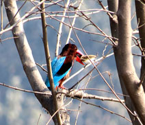 Okhla Bird Sanctuary