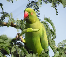 Okhla Bird Sanctuary