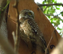 Okhla Bird Sanctuary