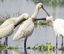 Okhla Bird Sanctuary