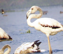 Okhla Bird Sanctuary