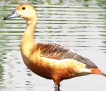 Okhla Bird Sanctuary