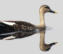 Okhla Bird Sanctuary