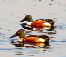 Okhla Bird Sanctuary