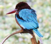 Okhla Bird Sanctuary