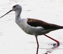 Okhla Bird Sanctuary